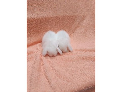 Hollanda teddy lop tavşanı
