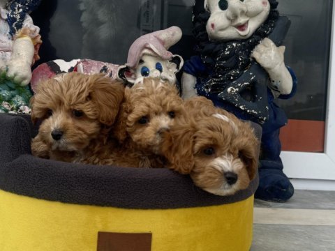 Profesyonel ruhsatlı çiftlikden maltipoo yavrular