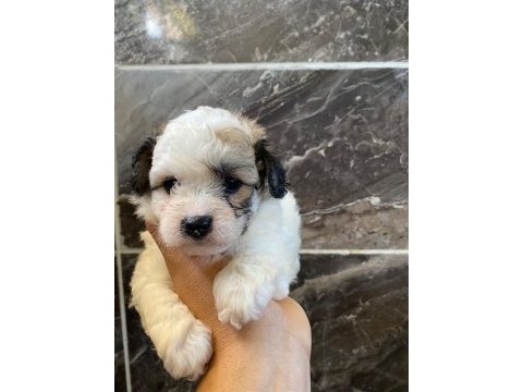 Minyatür orjinal morkie yavrular