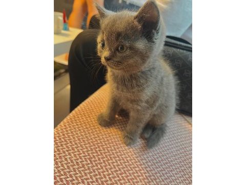 İzmir içi kedimin yavrularını sahiplendiriyorum