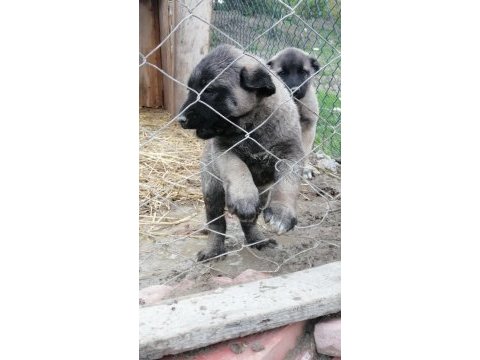 Kara çocuklar kangal