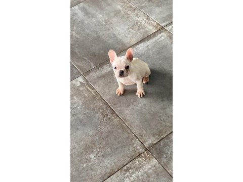 3 aylık yakışıklı oğlan french bulldog