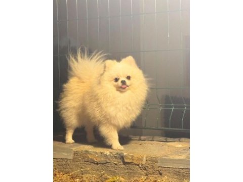 Yetişkin eğitimli pomeranian boo dişi