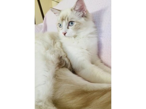 Ragdoll o bir kediden çok daha fazlası