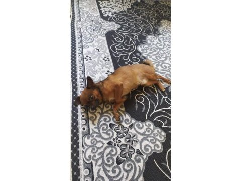 Canım chihuahua köpeğim