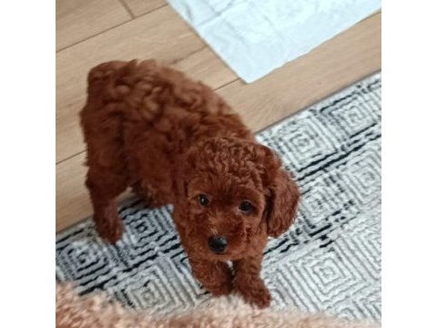 Kuyruksuz toy poodle