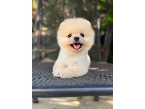 Orjinal pomeranian boo