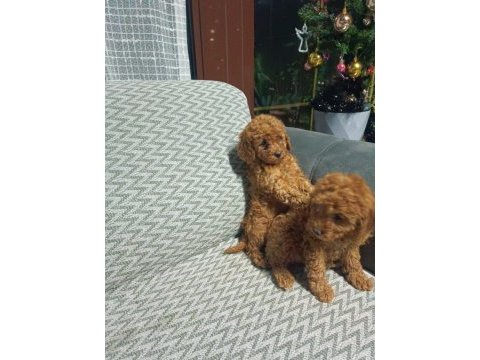 Yavru toy poodle