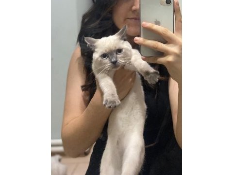 British blue point shorthair sahiplendirme