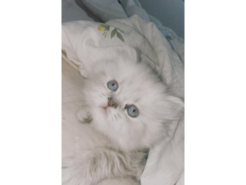 British blue point longhair 2 aylık yavrumuz