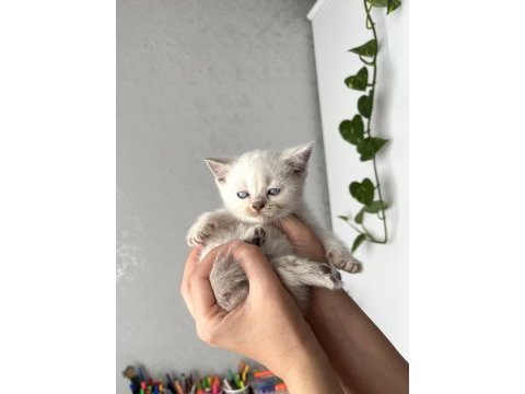 Irk ve sağlık garantili kedilerimiz