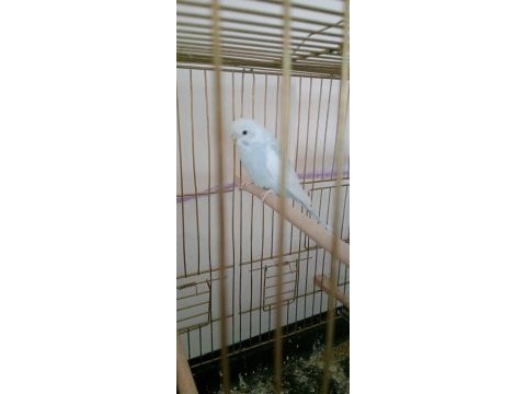 Bakımlı muhabbet kuşları