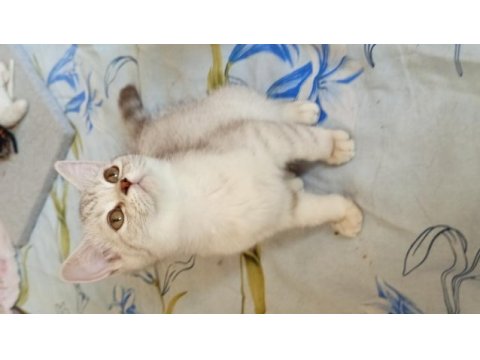 British shorthair ve british golden yavrularımız