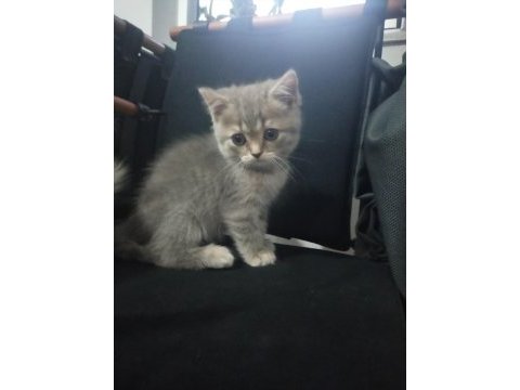 Scottish fold yavrular