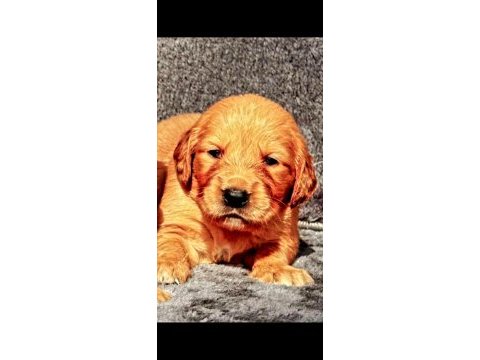 Golden retriever yavrularımız