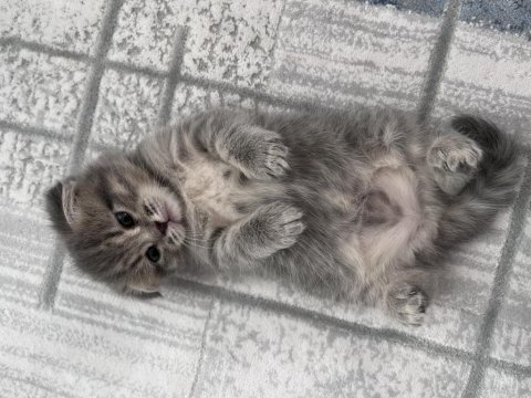 24-25 yaş üstü kişiler yazsın british kedi