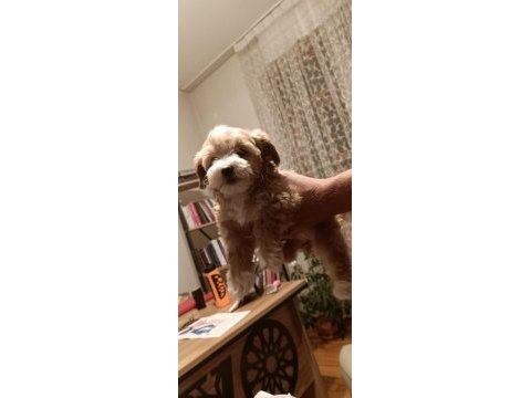 Maltipoo yavrular (sağlık ve ırk garantili)