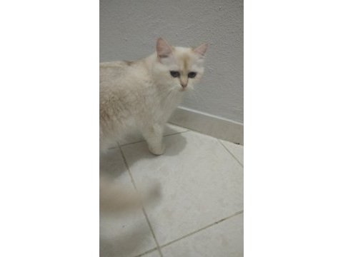 Takip şartıyla ücretsiz sahiplendireceğim british shorthair