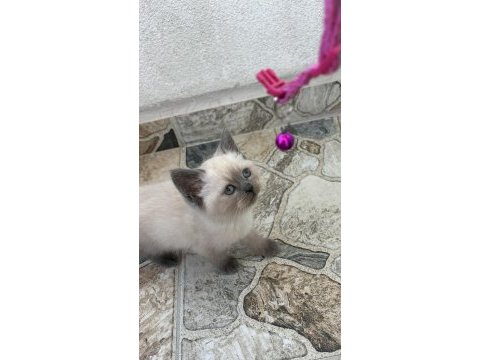 British yavrularımız için kalıcı yuvalar arıyoruz