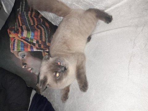 1.5 yaşın da scottish fold aşıları yapılmış