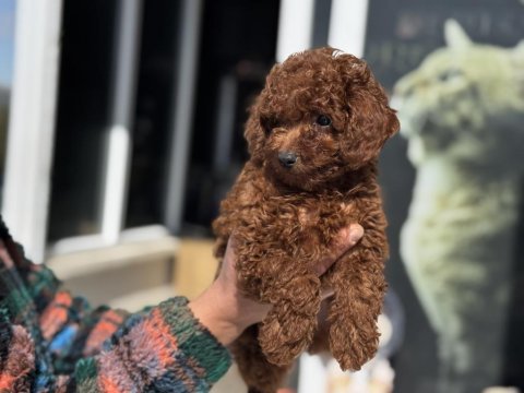 Yasla ruhsatlı işletmeden redbrown kore toy poodle