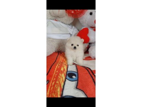 Pomeranian boo 55 günlük