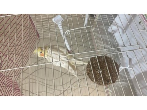 6 aylık yavru sultan papağanı çok oyuncu erkek