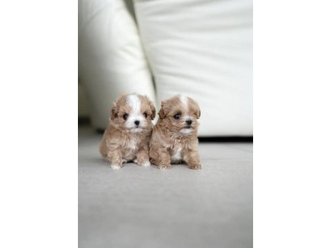Yarışma düzeyi kore micro boy maltipoo cindy
