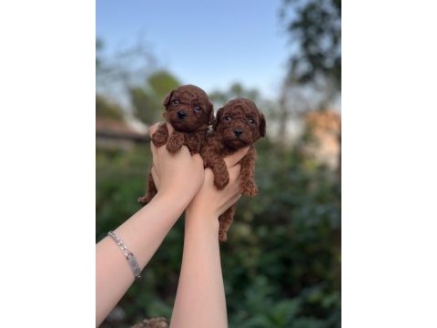 Toy poodle bebekler
