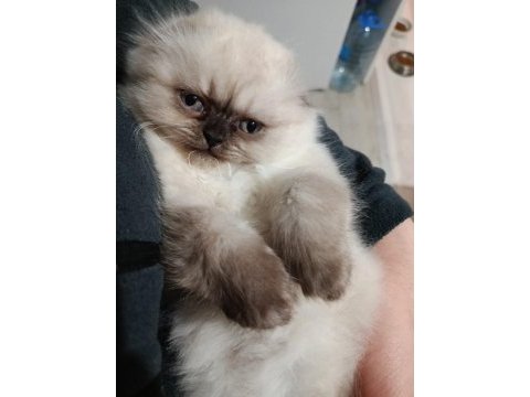 2 aylık scottish fold yavrumuz için