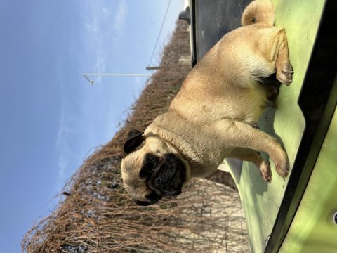 Yetişkin dişi pug köpekler