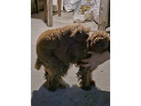 Toy poodle yavru