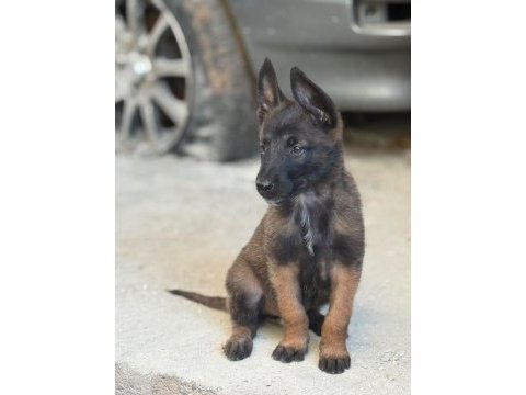 Belçika malinois köpeği