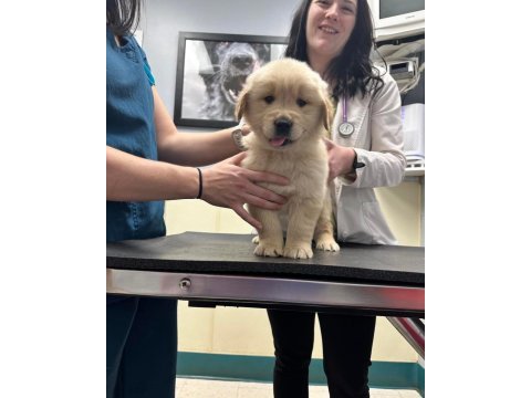 Yetişen alır golden retriever erkek