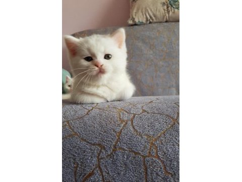British ve shorthair yavrularımız teslime hazır