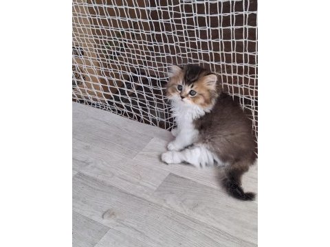 Scottish fold ve british shorthair yavrularımız