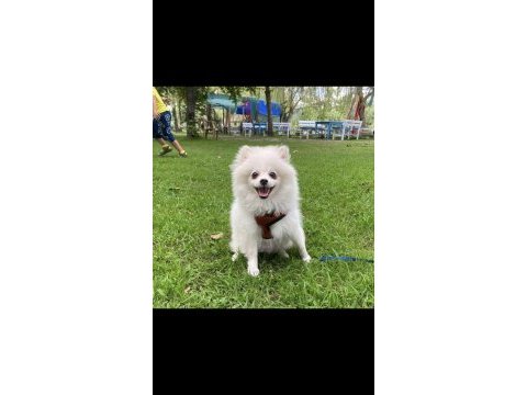 Pomeranian erkek