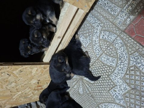 Safkan k9 yavrular yeni sahiplerini bekliyor