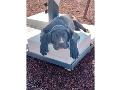 Eği̇ti̇mleri̇ aldırılımış & a şecere kayıtlı cane corso