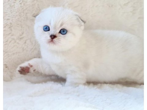 Panda surat sıfır kulak scottish fold dişi yavrum