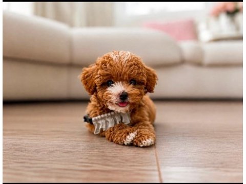 Orijinal teacup gerçek maltipoo