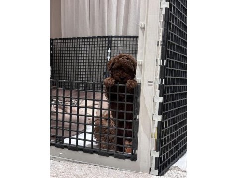 Efsane erkek dişi toy poodle yavrular