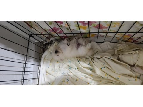 Pomeranian boo erkek ve dişi yavrularımız üst kalite