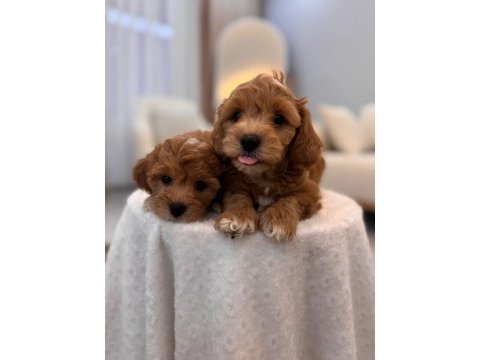 Sevimli maltipoo yavrularımız