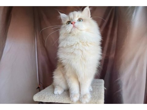 Krem rengi british longhair yakışıklı