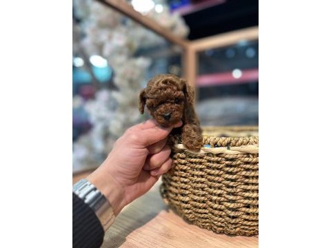Toy garantili poodle bebekler