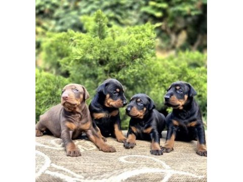 Europan doberman köpeği