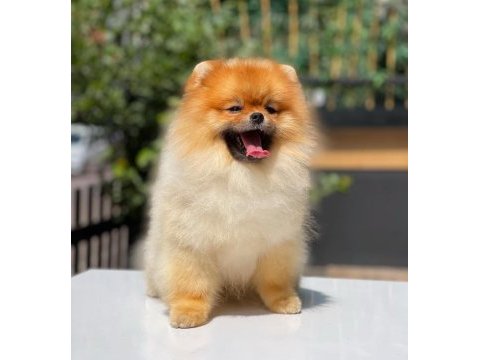Yavru pomeranian köpeğimiz mersin