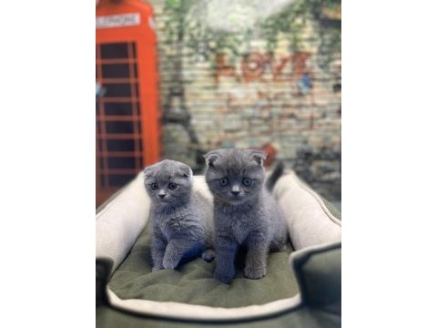 En güzel scottish fold bebekler @petclubadanaa