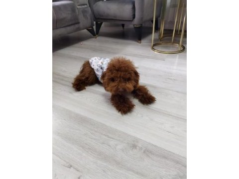 Orjinal teacup poodle